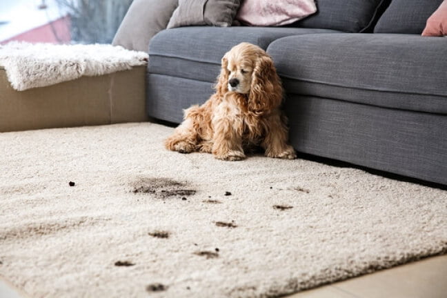 Pet Odour Removal 1 Scotties Carpet Cleaning